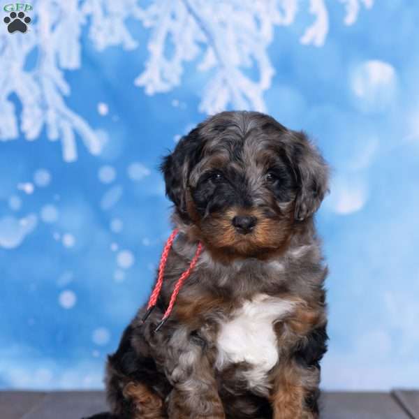 Champ, Mini Bernedoodle Puppy